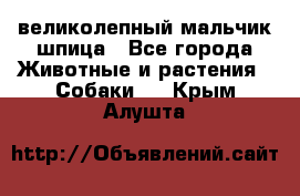 великолепный мальчик шпица - Все города Животные и растения » Собаки   . Крым,Алушта